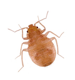 The Down And Dirty Truth About The Life Of Bed Bugs | Bed Bugs Suck!